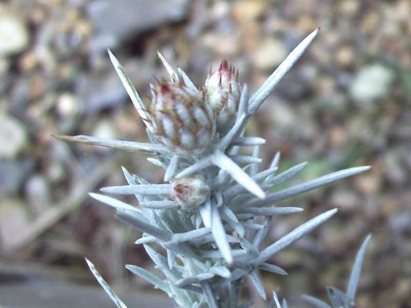 Centaurea horrida / Fiordaliso spinoso